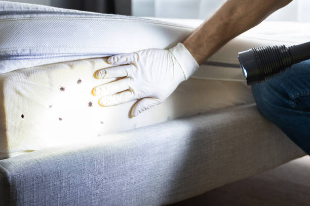 Pest Prevention Services in Imperial Beach, CA